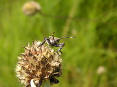 Anoplocnemis