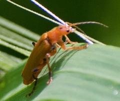Cantharis melaspoides