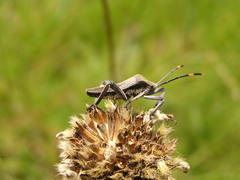 Anoplocnemis