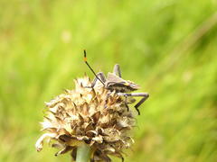 Anoplocnemis