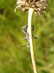 Anoplocnemis