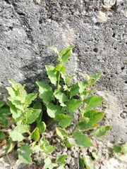 Convolvulus arvensis