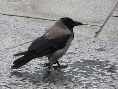 Corvus cornix