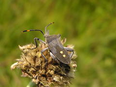 Anoplocnemis
