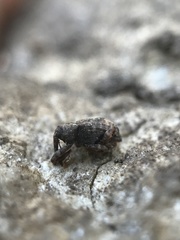 Conotrachelus posticatus