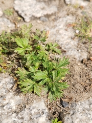 Potentilla argentea