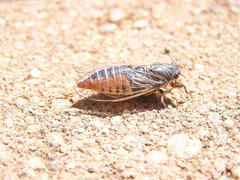 Melampsalta