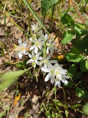 Ornithogalum concinnum
