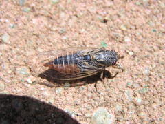 Melampsalta