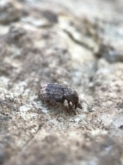 Conotrachelus posticatus