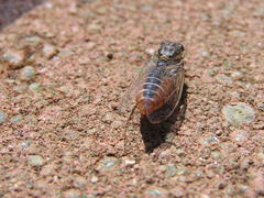 Melampsalta