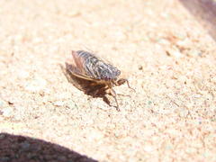 Melampsalta