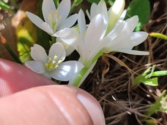 Ornithogalum concinnum
