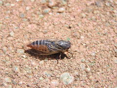 Melampsalta
