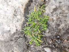 Sagina procumbens
