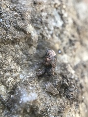 Conotrachelus posticatus