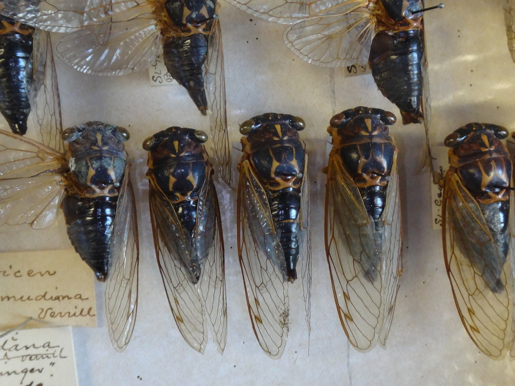 Bermuda Cicada