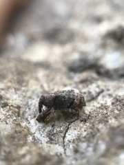 Conotrachelus posticatus