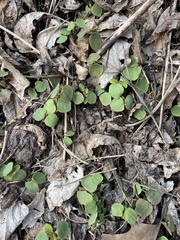 Chrysosplenium americanum