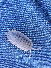 Porcellio echinatus