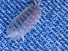 Porcellio echinatus