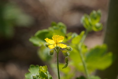 Chelidonium majus