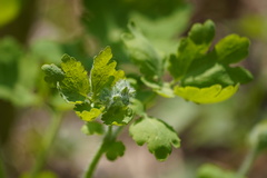 Chelidonium majus