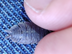 Porcellio echinatus