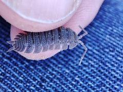 Porcellio echinatus