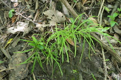 Pteris multifida
