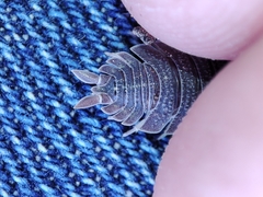 Porcellio echinatus