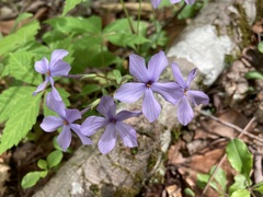 Phlox stolonifera
