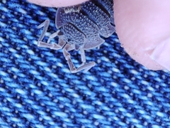 Porcellio echinatus