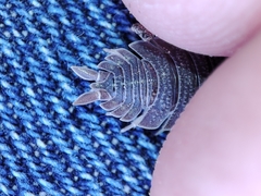 Porcellio echinatus