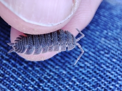Porcellio echinatus