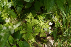 Anthriscus cerefolium