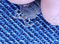 Porcellio echinatus