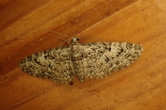 Eupithecia dodoneata