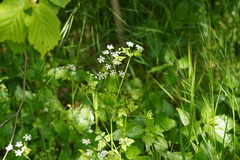 Anthriscus cerefolium
