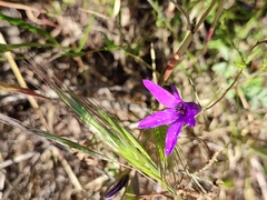 Campanula lusitanica
