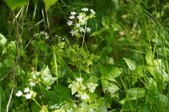 Anthriscus cerefolium