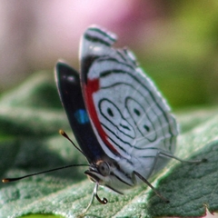 Diaethria neglecta