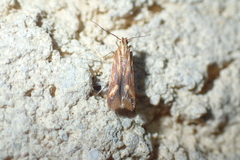 Metzneria aprilella