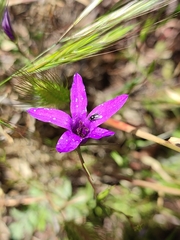 Campanula lusitanica