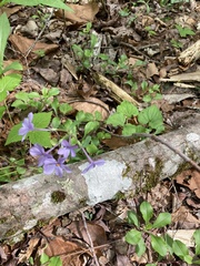 Phlox stolonifera