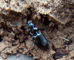 Limodromus assimilis