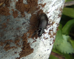 Limodromus assimilis