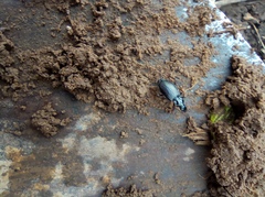 Limodromus assimilis