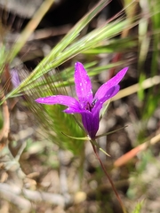 Campanula lusitanica