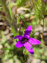 Campanula lusitanica
